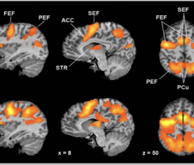 Functional Magnetic Resonance Imaging Studies Investigating Prefrontal Cortex Function in Attention-Deficit Hyperactivity Disorder